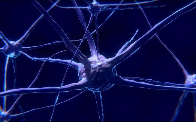 News_Riedel_PHA_NervenzellenPubl