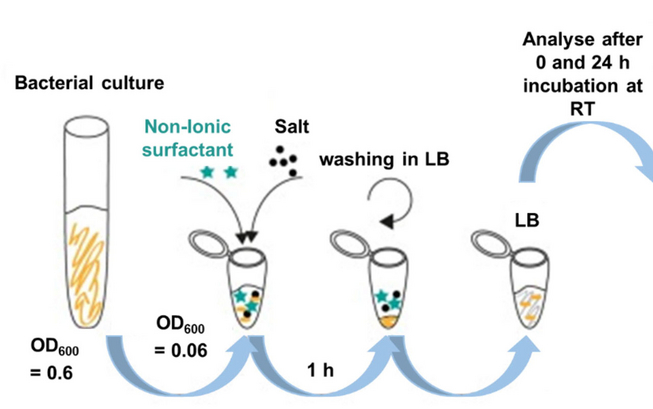 News_Lindenbein_Paper2025
