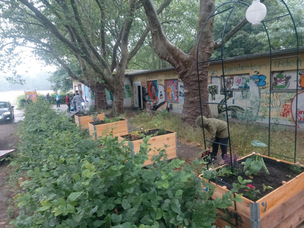 Fertige Hochbeete am Parkcafé Auf dem Foto sind vier fertige Hochbeete zu sehen, die bereits bepflanzt sind. Sie stehen am Parkcafé Rehberge neben Büschen. Es sind vier große Bäume zu sehen vor einer mit Graffitis besprühten Wand sowie einige Menschen im Hintergrund.